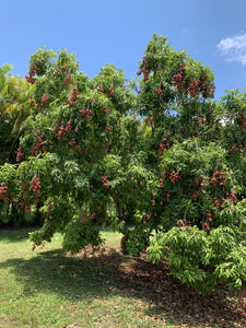 Lychee - Mauritius (May-Jun)