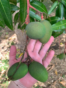 Mango - Baby Green Tommy Atkins (Apr-May)