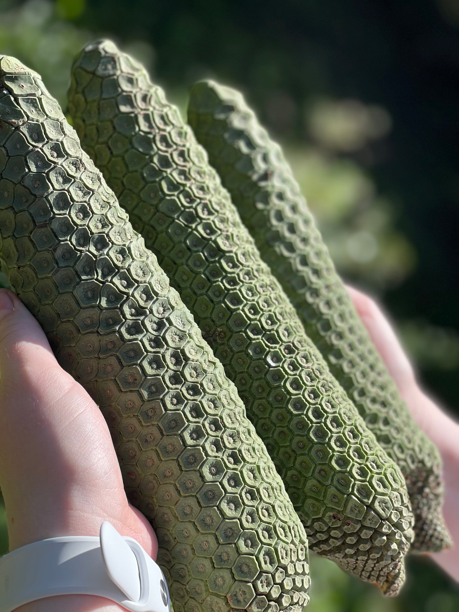 monstera fruit for sale Monstera Deliciosa (PRE-SALE)(HARVEST BEGINS IN JULY) – JamyMango