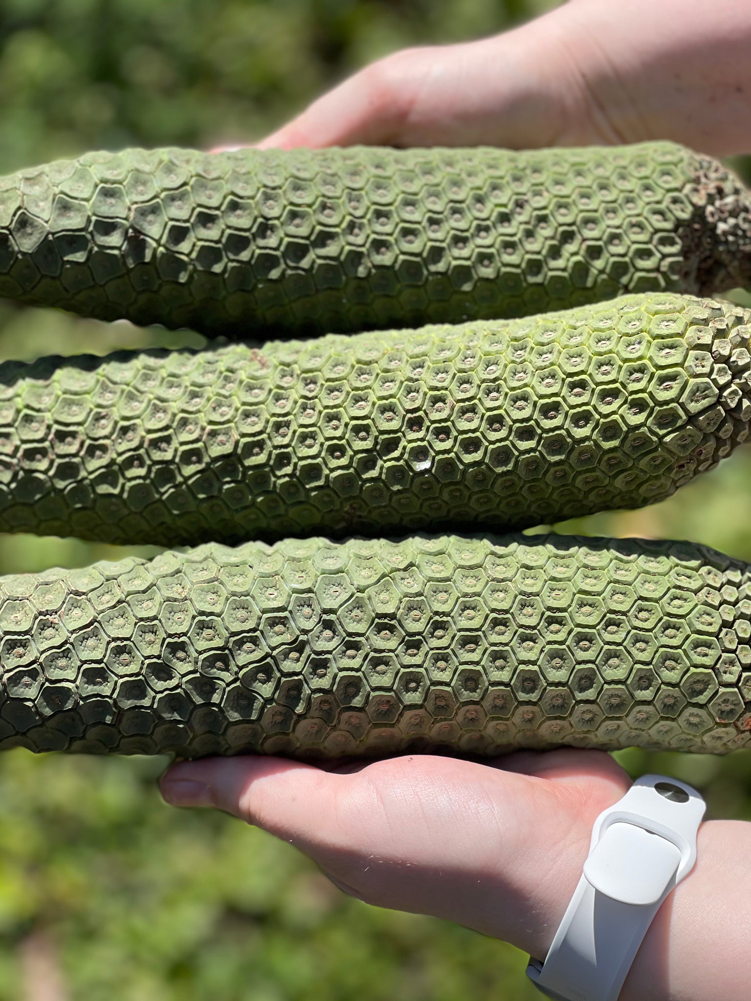 monstera fruit for sale Monstera Deliciosa (PRE-SALE)(HARVEST BEGINS IN JULY) – JamyMango