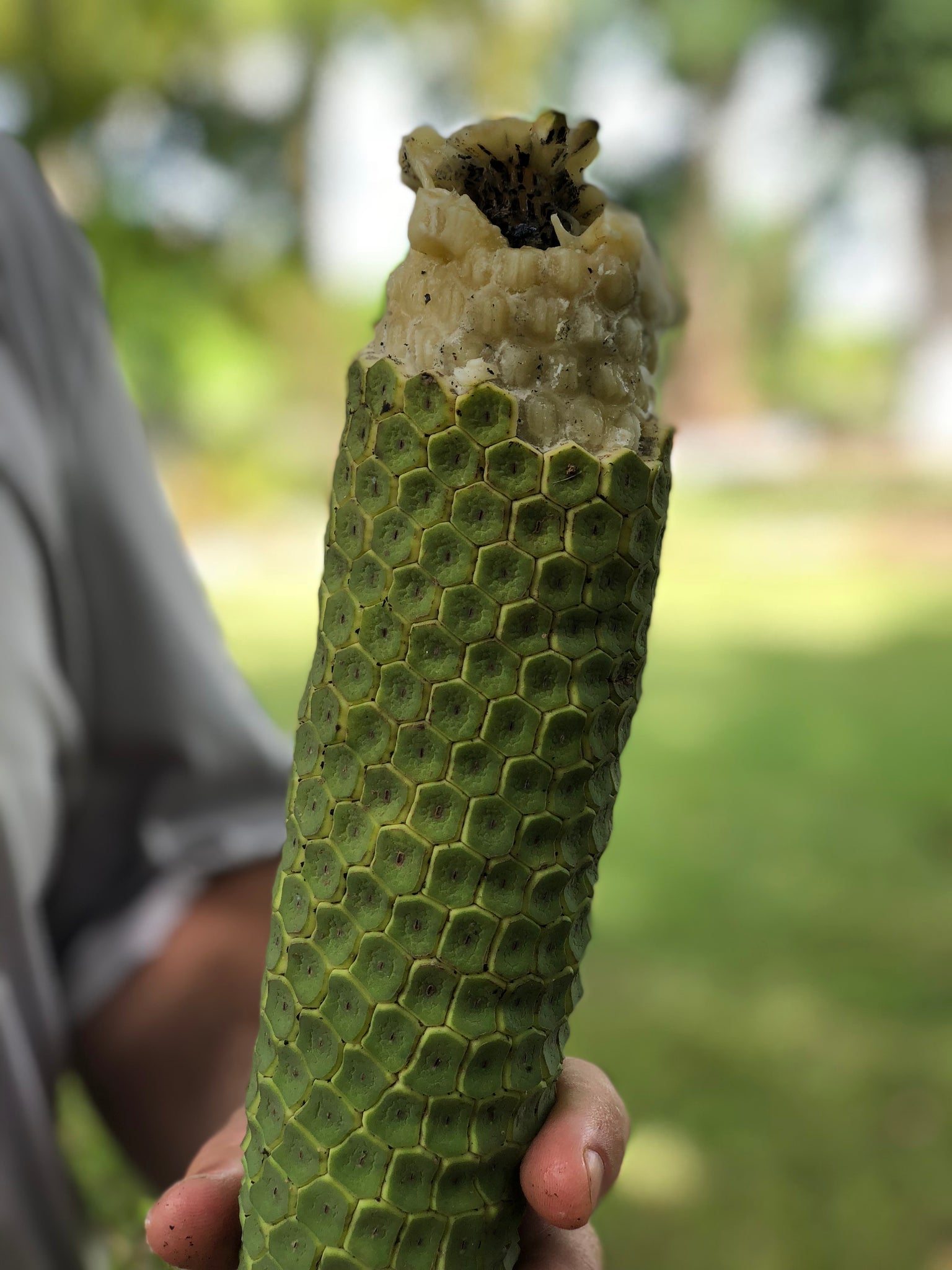 where can i get monstera deliciosa fruit Monstera Deliciosa (PRE-SALE)(HARVEST BEGINS IN JULY) – JamyMango