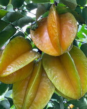 Load image into Gallery viewer, Star Fruit - Kari (Aug-Dec)