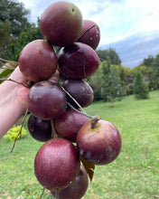 Load image into Gallery viewer, Caimito/Milk Fruit/Star Apple - Purple (Feb-Apr)