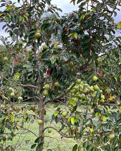 Caimito/Milk Fruit/Star Apple - Purple (Feb-Apr)