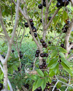 Jaboticaba - Red