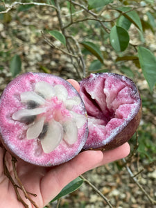 Caimito/Milk Fruit/Star Apple - Purple (Feb-Apr)