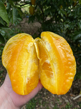 Load image into Gallery viewer, Star Fruit - Kari (Aug-Dec)