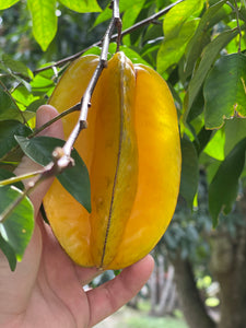 Star Fruit - Kari (Aug-Dec)