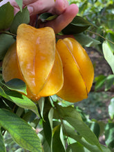 Load image into Gallery viewer, Star Fruit - Kari (Aug-Dec)