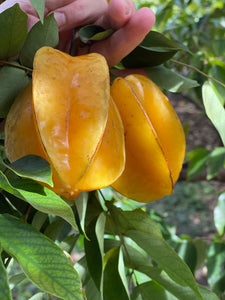 Star Fruit - Kari (Aug-Dec)