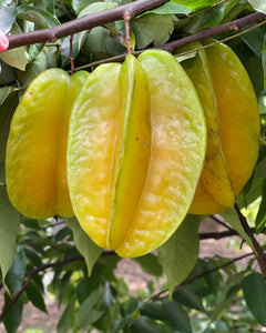 Star Fruit - Kari (Aug-Dec)