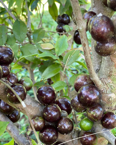 Jaboticaba - Red