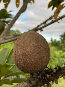 Mamey Sapote - Pantin/Key West (Aug-Sep)