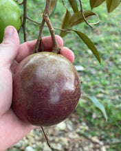 Load image into Gallery viewer, Caimito/Milk Fruit/Star Apple - Purple (Feb-Apr)