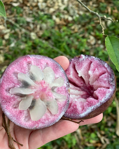 Caimito/Milk Fruit/Star Apple - Purple (Feb-Apr)