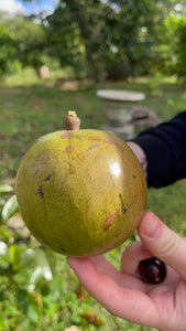 Caimito/Milk Fruit/Star Apple - Green (Apr-May)