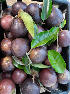 Caimito/Milk Fruit/Star Apple - Purple (Feb-Apr)