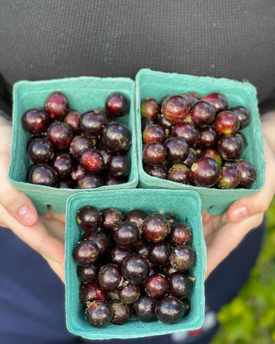 Jaboticaba