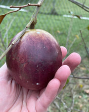 Load image into Gallery viewer, Caimito/Milk Fruit/Star Apple - Purple (Feb-Apr)