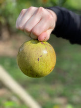 Load image into Gallery viewer, Caimito/Milk Fruit/Star Apple - Green (Apr-May)