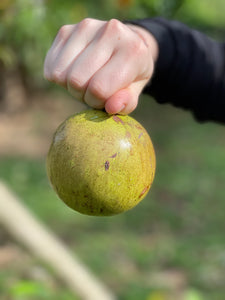 Caimito/Milk Fruit/Star Apple - Green (Apr-May)