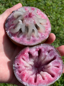 Caimito/Milk Fruit/Star Apple - Purple (Feb-Apr)