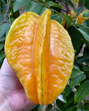 Load image into Gallery viewer, Star Fruit - Kari (Aug-Dec)