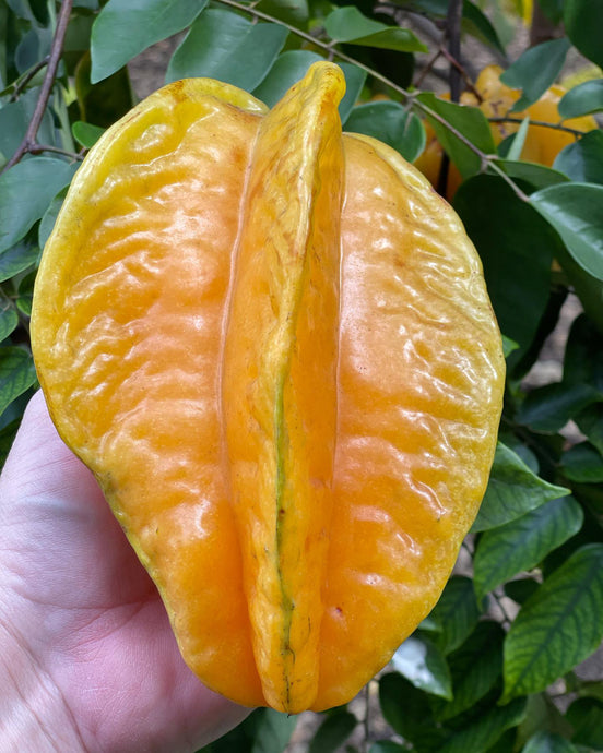 Star Fruit - Kari (Aug-Dec)