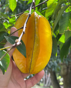 Star Fruit - Kari (Aug-Dec)