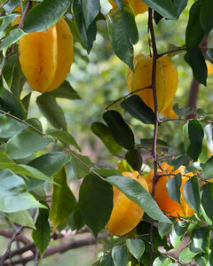 Star Fruit - Kari (Aug-Dec)