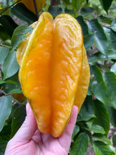 Load image into Gallery viewer, Star Fruit - Kari (Aug-Dec)