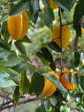 Load image into Gallery viewer, Star Fruit - Kari (Aug-Dec)