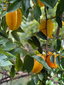 Star Fruit - Kari (Aug-Dec)