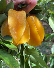 Load image into Gallery viewer, Star Fruit - Kari (Aug-Dec)