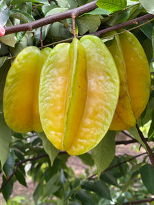 Star Fruit - Kari (Aug-Dec)